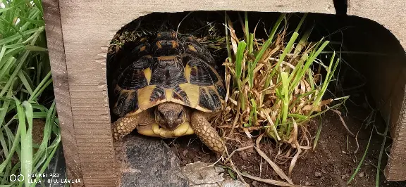  Perdu 29 Finistère - Tortue