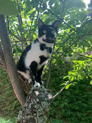 Chat Perdu 01 Ain - Musca