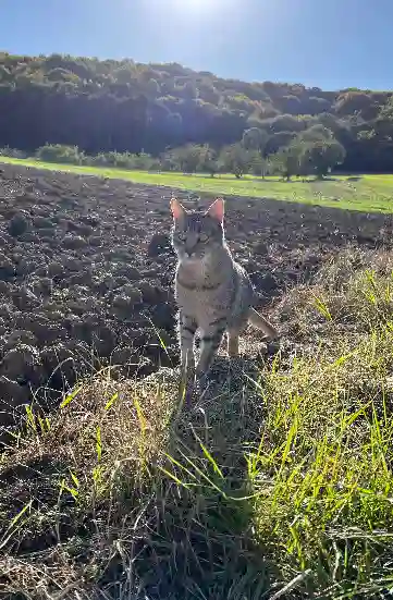 Chat Perdu 10 Aube - Paco