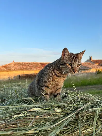 Chat Perdu 16 Charente - Uly