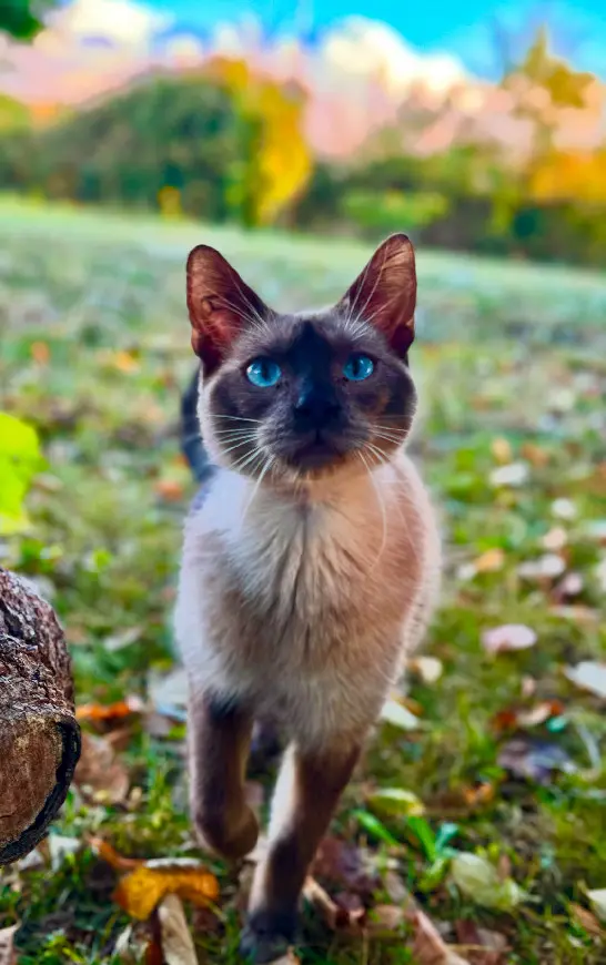 Chat Perdu 17 Charente-Maritime