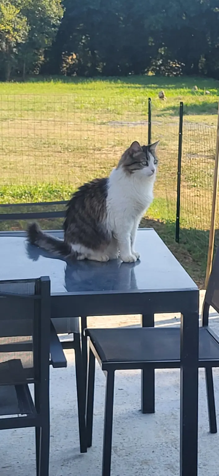 Chat Perdu 17 Charente-Maritime - Diesel