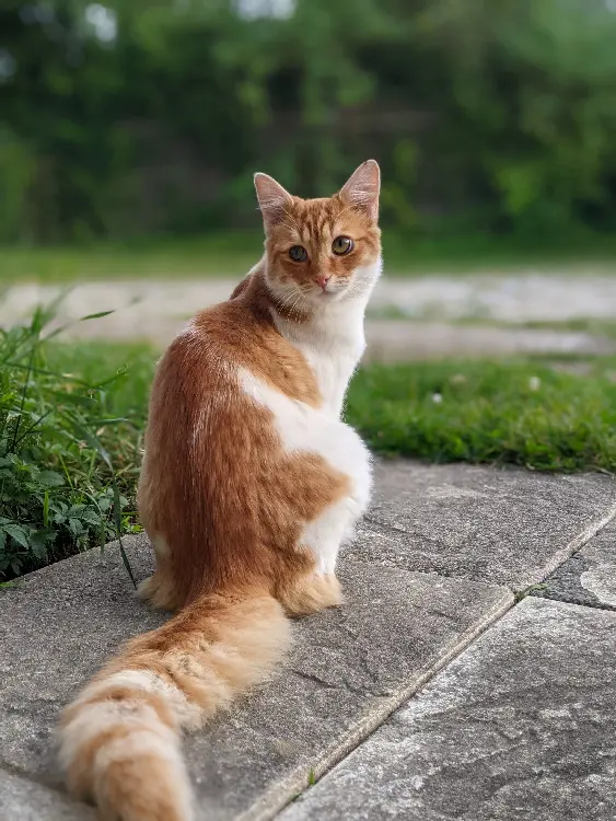 Chat Perdu 17 Charente-Maritime - Happy