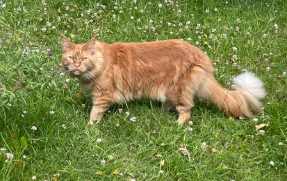 Chat Perdu 22 Côtes-d'Armor