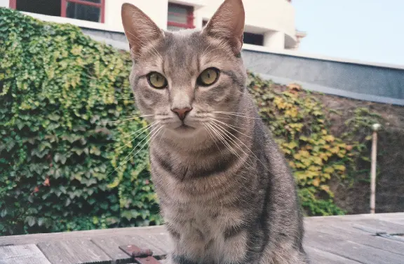 Chat Perdu 22 Côtes-d'Armor - Simba