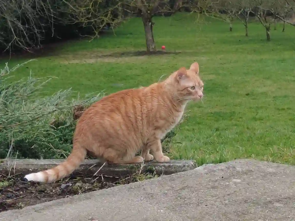 Chat Perdu 29 Finistère - Philibert