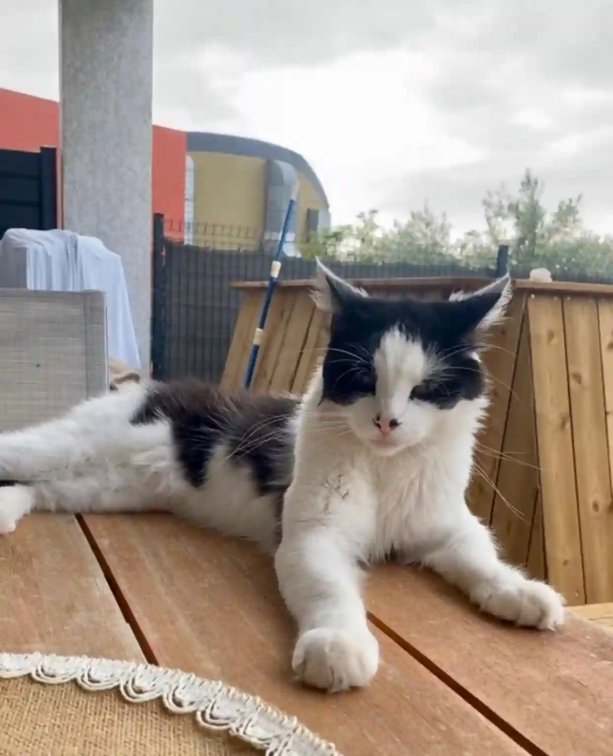 Chat Perdu 2B Haute-Corse - Chaussette