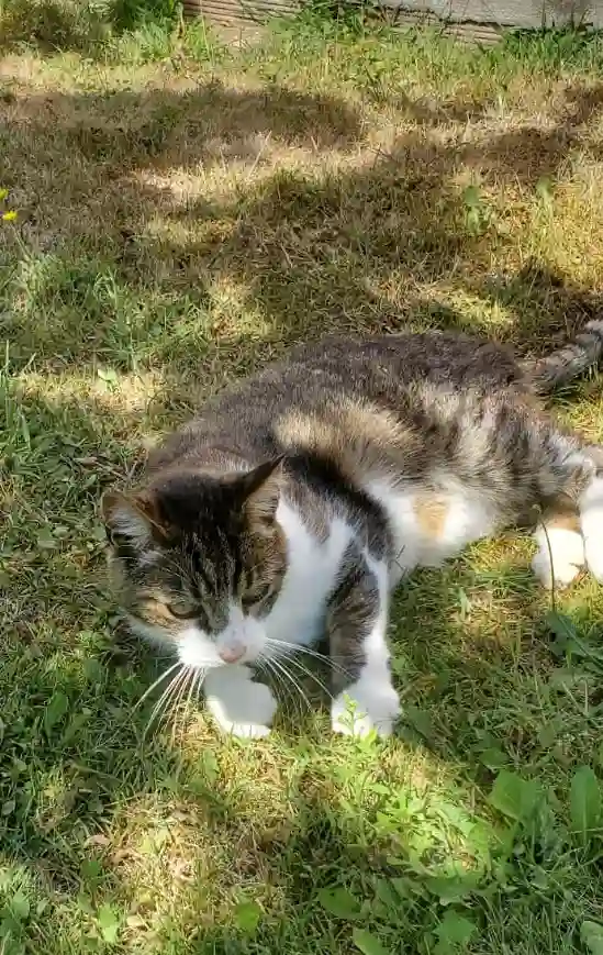 Chat Perdu 31 Haute-Garonne - Howen