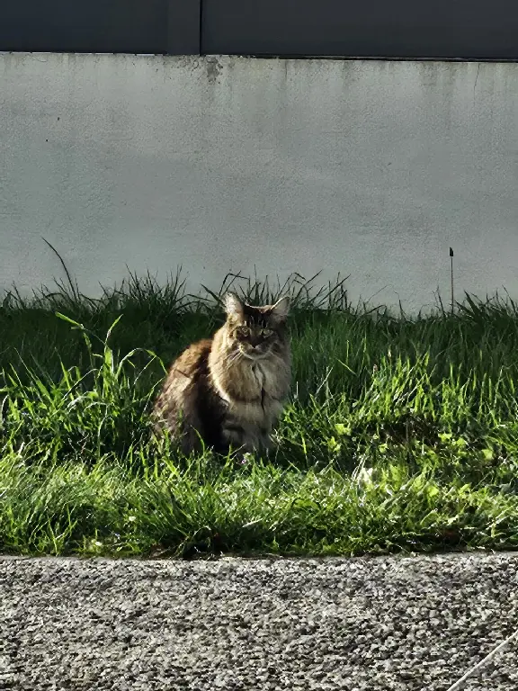 Chat Perdu 31 Haute-Garonne - Ramses