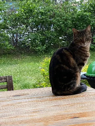 Chat Perdu 31 Haute-Garonne