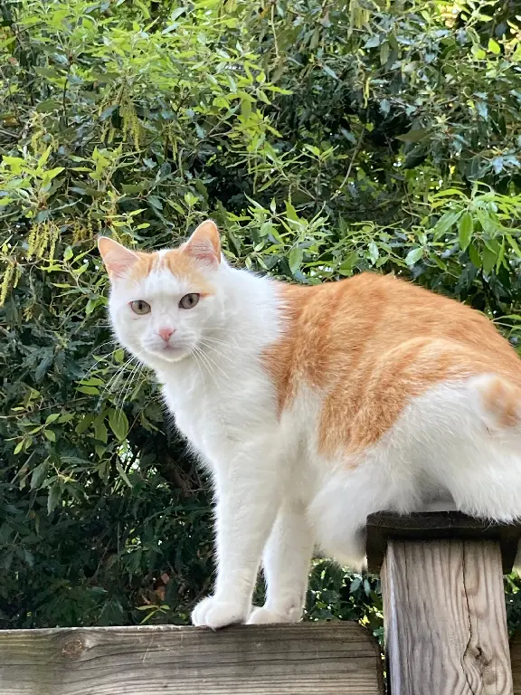 Chat Perdu 33 Gironde Bordeaux - Mishka