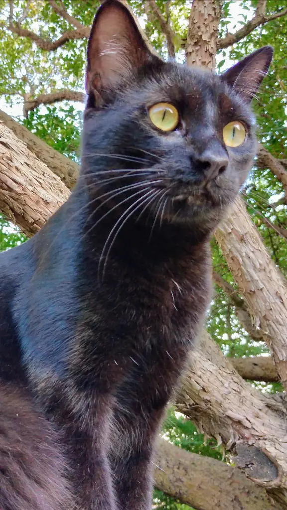 Chat Perdu 33 Gironde Bordeaux - Sergei