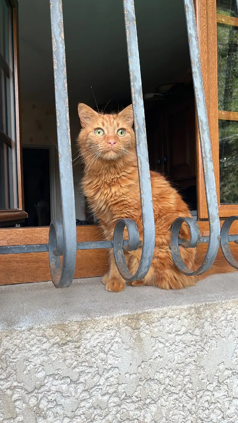 Chat Perdu 33 Gironde - Rover