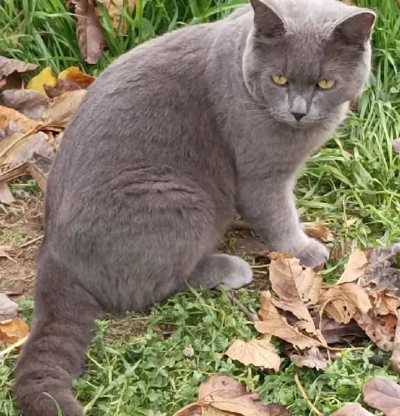 Chat Perdu 34 Hérault - Mitsu