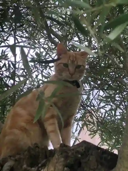 Chat Perdu 35 Ille-et-Vilaine - Simba