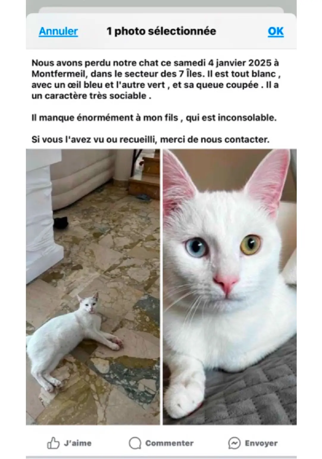 Chat Perdu 36 Indre