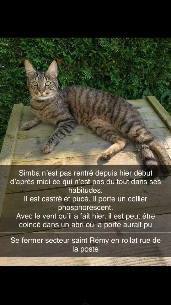 Chat Perdu 36 Indre - Simba