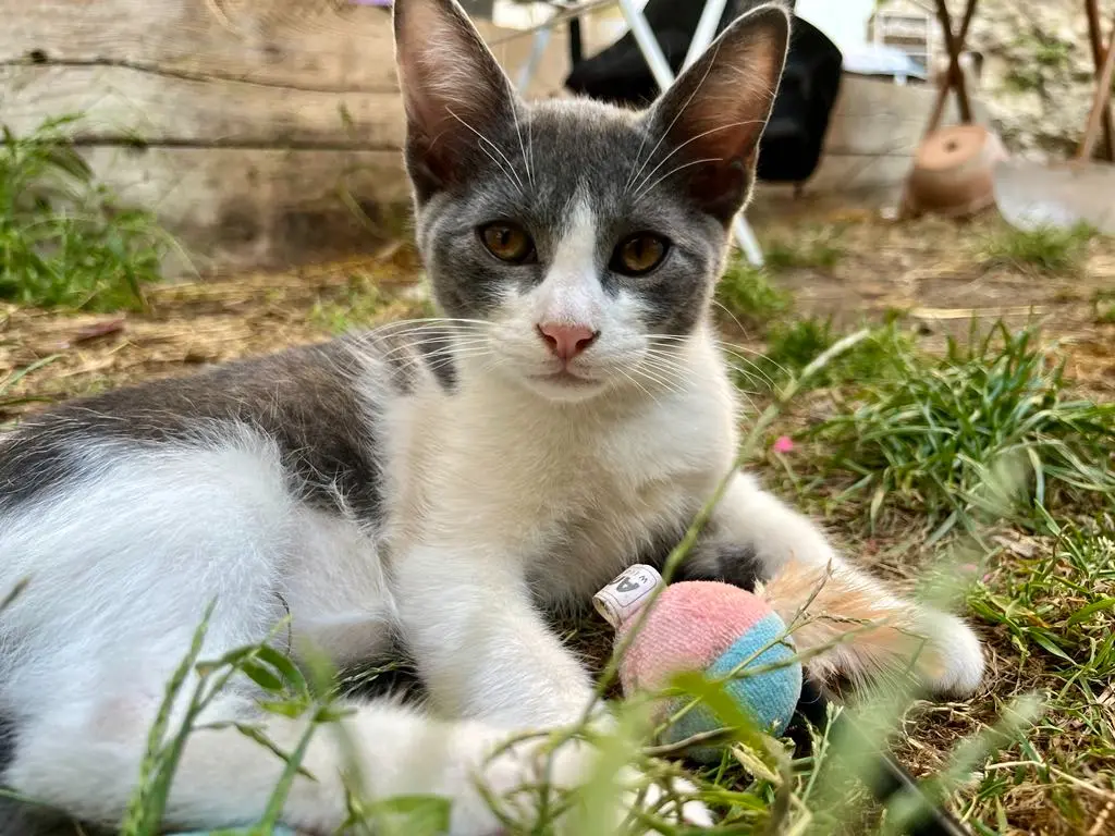 Chat Perdu 36 Indre - Snoooy