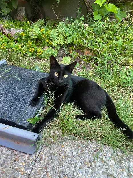 Chat Perdu 37 Indre-et-Loire