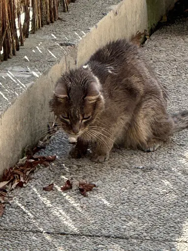 Chat Perdu 38 Isère Grenoble - Tiggy