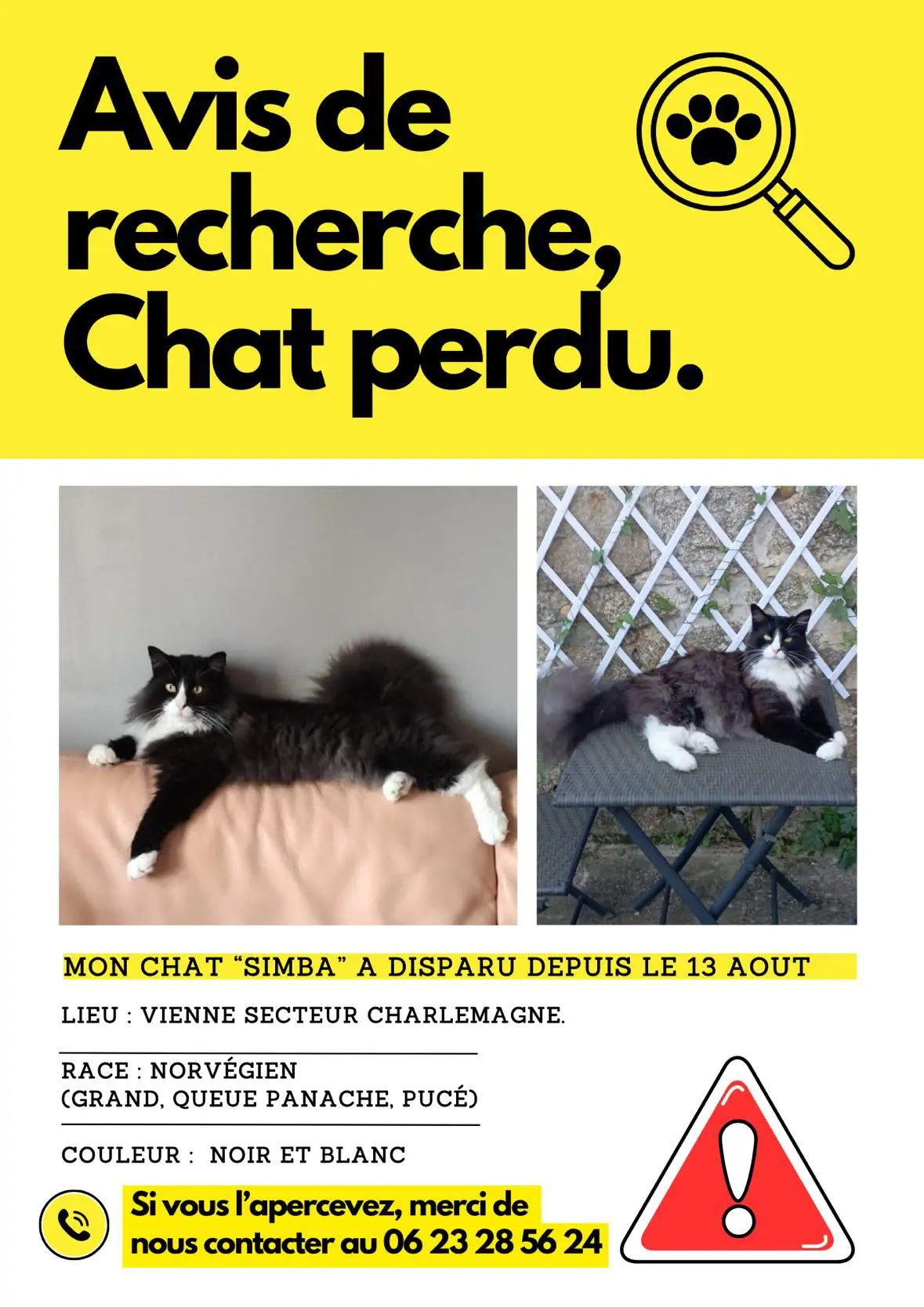 Chat Perdu 38 Isère - Simba