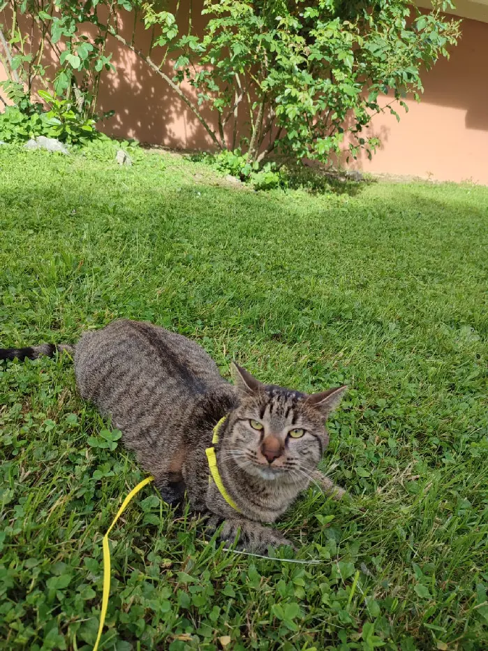 Chat Perdu 38 Isère