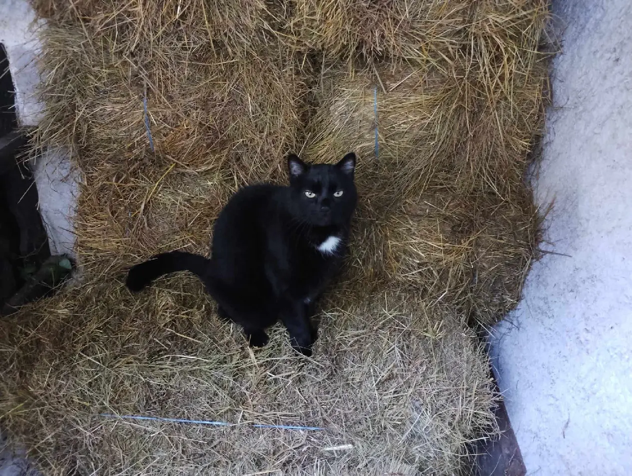 Chat Perdu 38 Isère - Éclipse