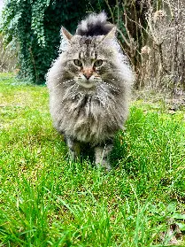 Chat Perdu 44 Loire-Atlantique - Bombasse