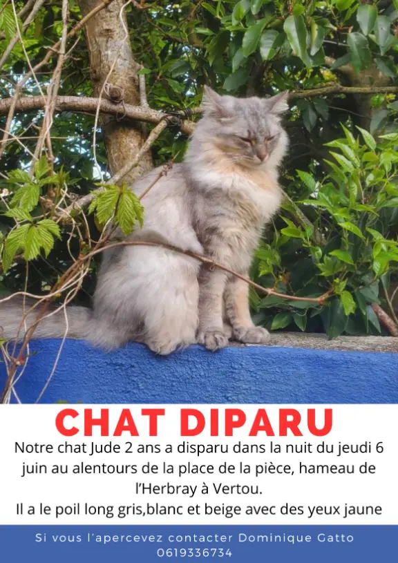 Chat Perdu 44 Loire-Atlantique - Jude