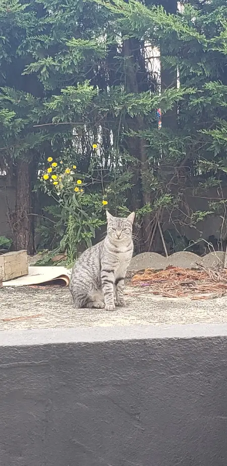 Chat Perdu 45 Loiret - Pa