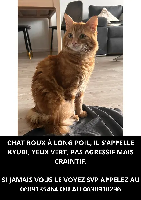 Chat Perdu 51 Marne Reims