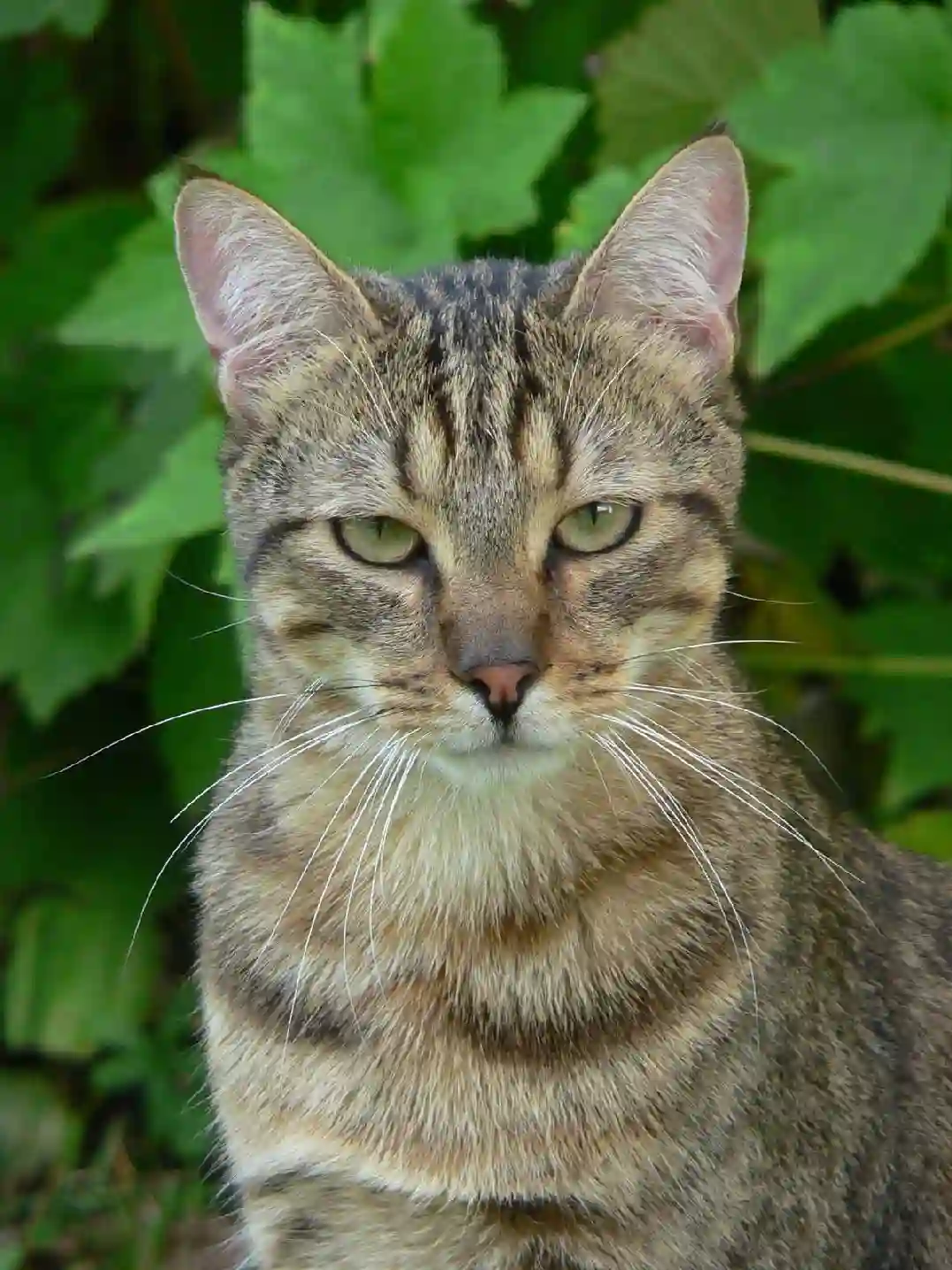 Chat Perdu 52 Haute-Marne - Gatsby