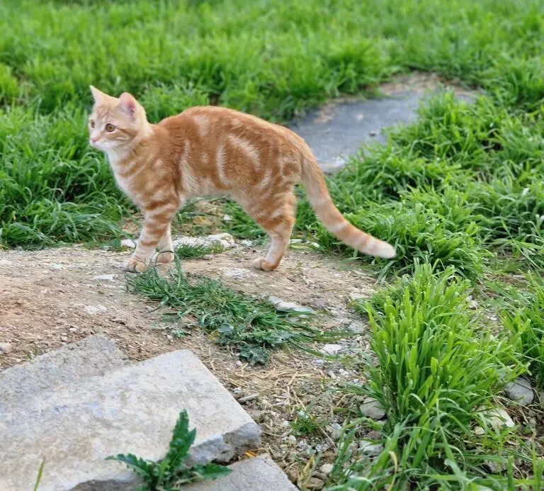 Chat Perdu 54 Meurthe-et-Moselle - Rouky