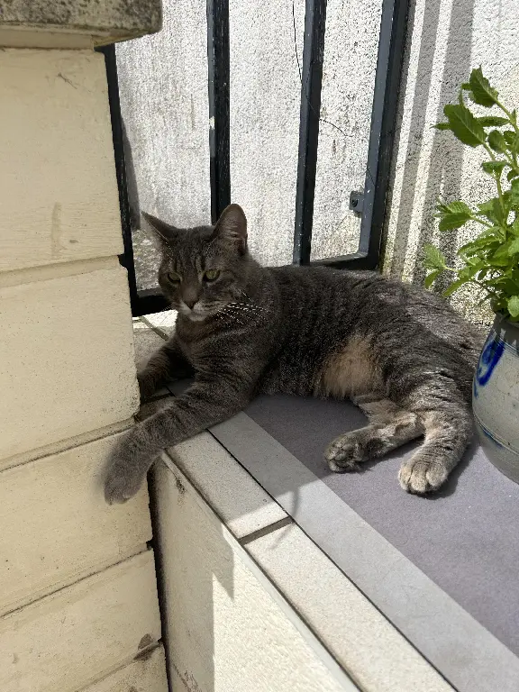 Chat Perdu 54 Meurthe-et-Moselle - Tibag