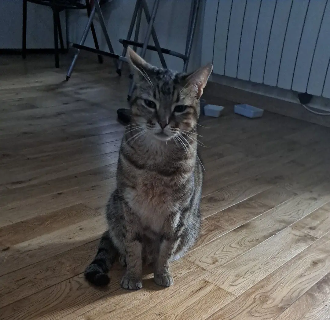 Chat Perdu 54 Meurthe-et-Moselle - Timy