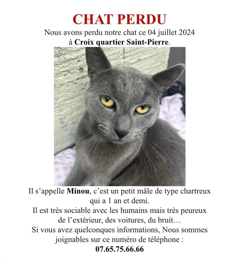 Chat Perdu 59 Nord - Minou