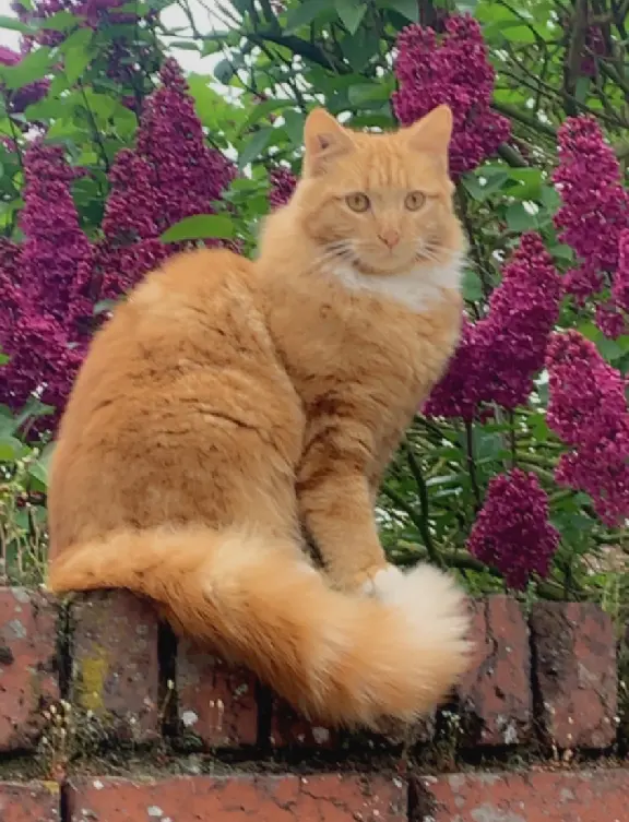 Chat Perdu 60 Oise - Garfield