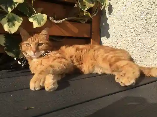 Chat Perdu 60 Oise - Looping