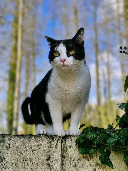 Chat Perdu 62 Pas-de-Calais - Utopie