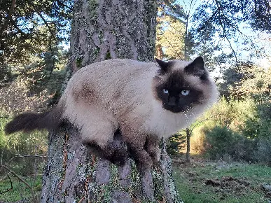 Chat Perdu 63 Puy-de-Dôme - Elijda