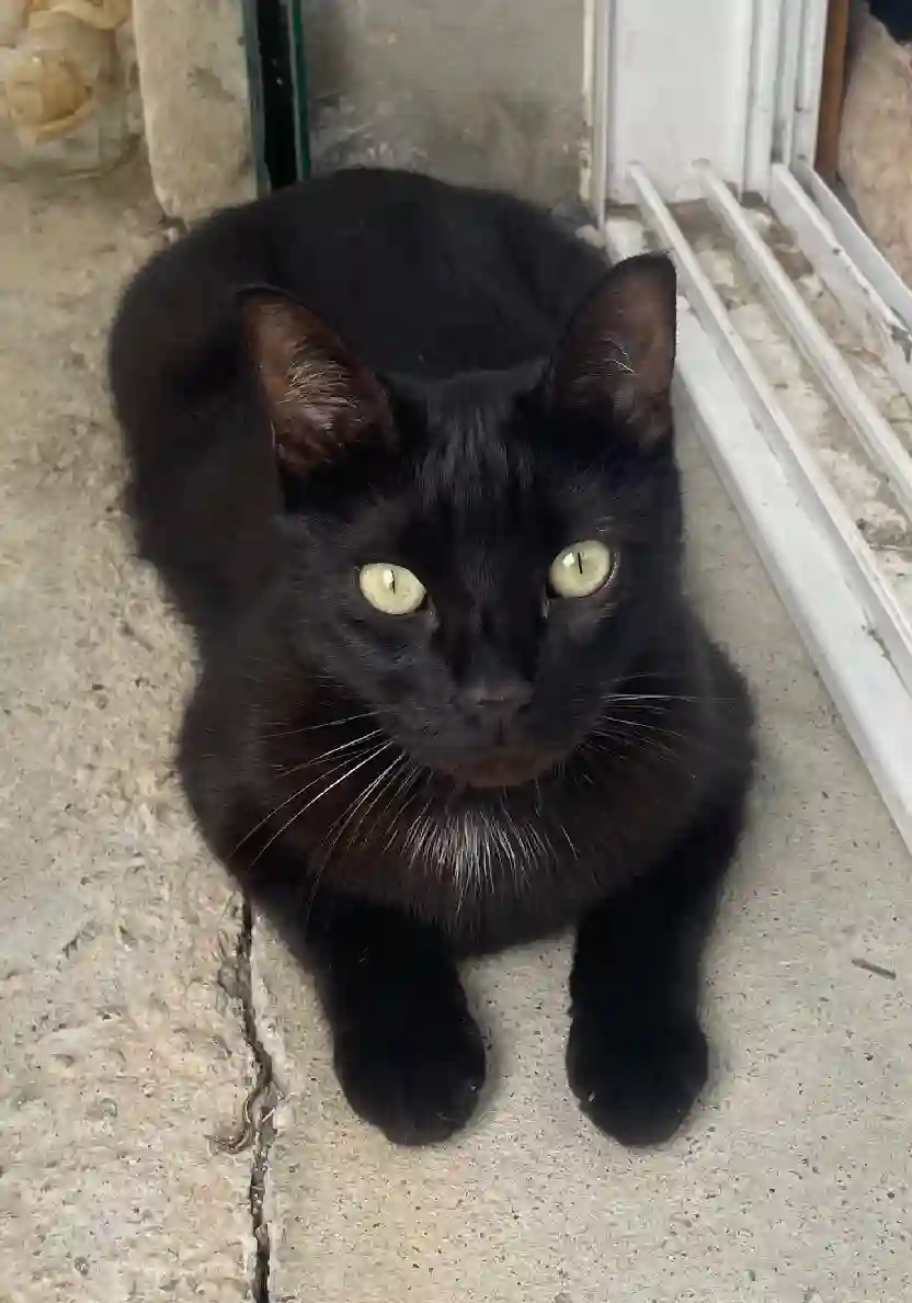 Chat Perdu 64 Pyrénées-Atlantiques - Malo