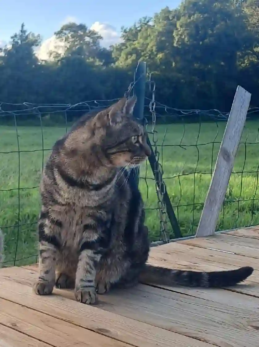 Chat Perdu 64 Pyrénées-Atlantiques - Nino