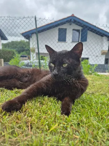 Chat Perdu 64 Pyrénées-Atlantiques - Taz