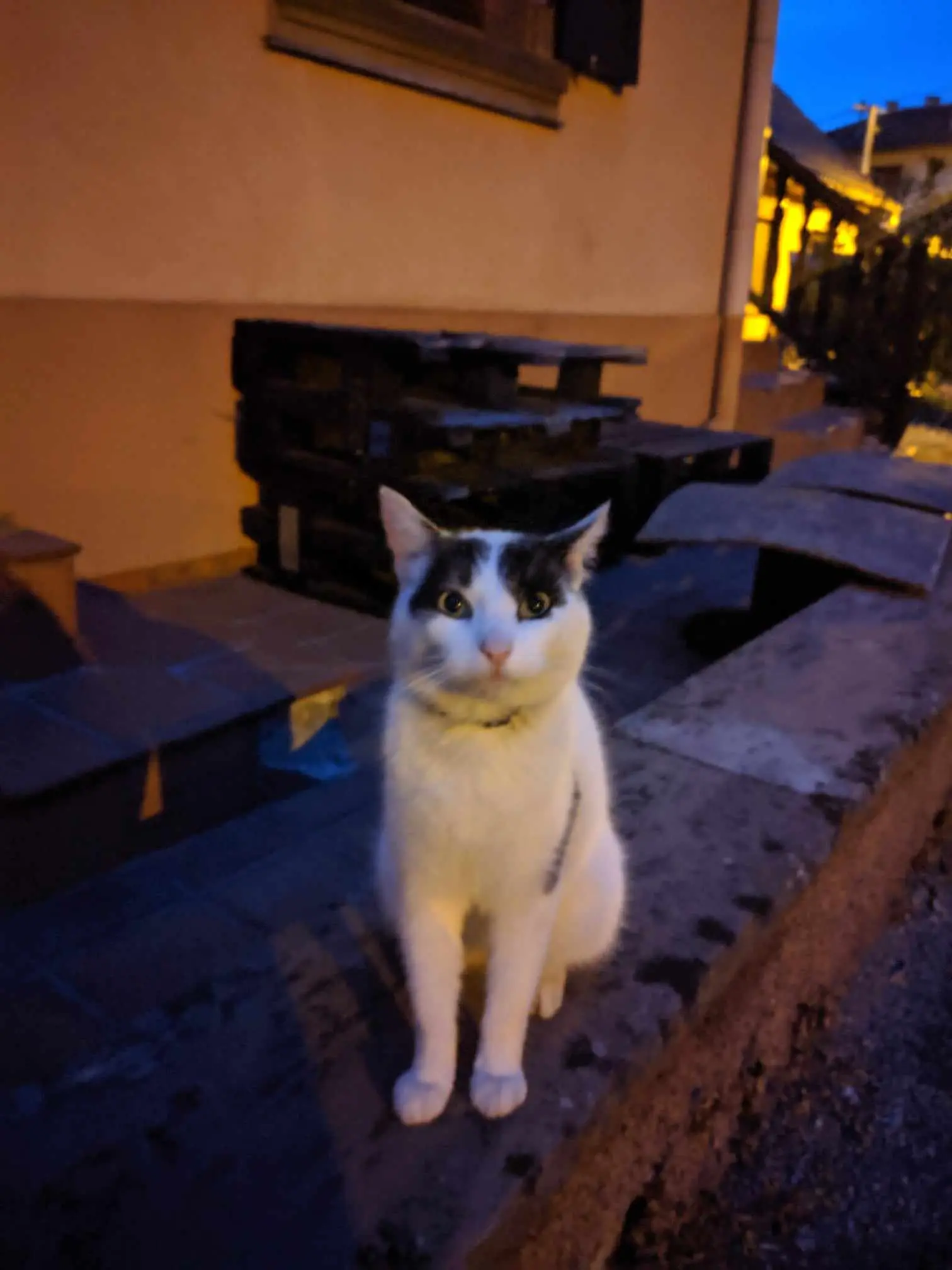 Chat Perdu 67 Bas-Rhin - Pongl