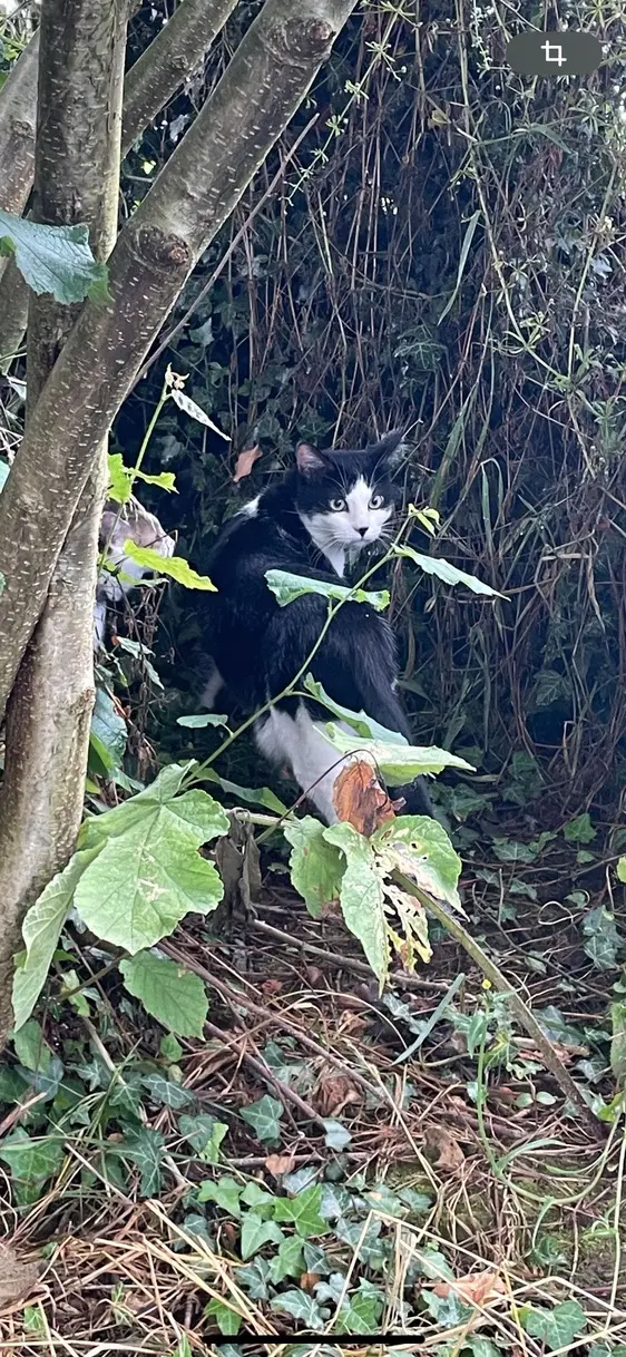 Chat Perdu 76 Seine-Maritime