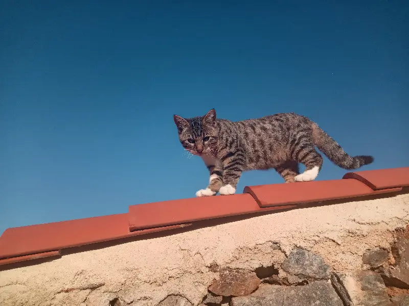 Chat Perdu 85 Vendée