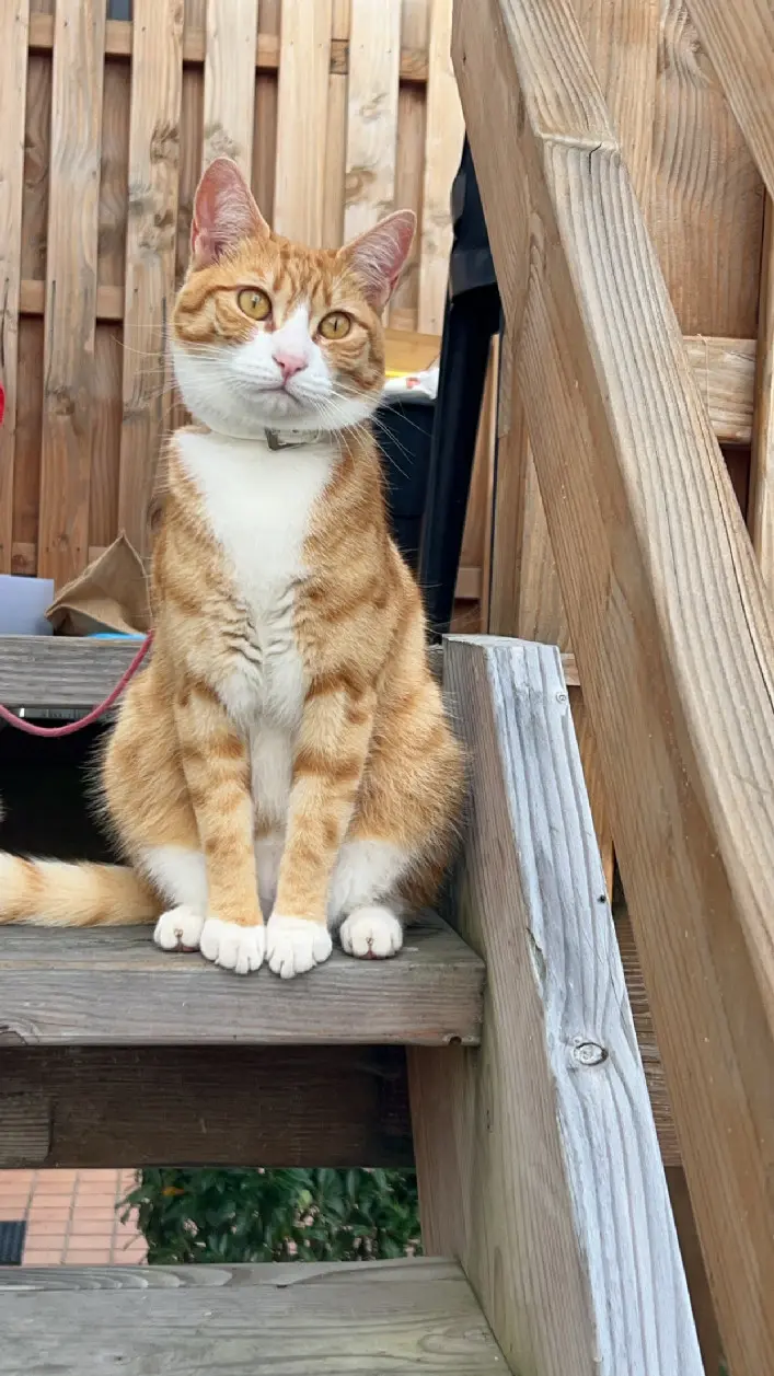 Chat Perdu 85 Vendée - Simba