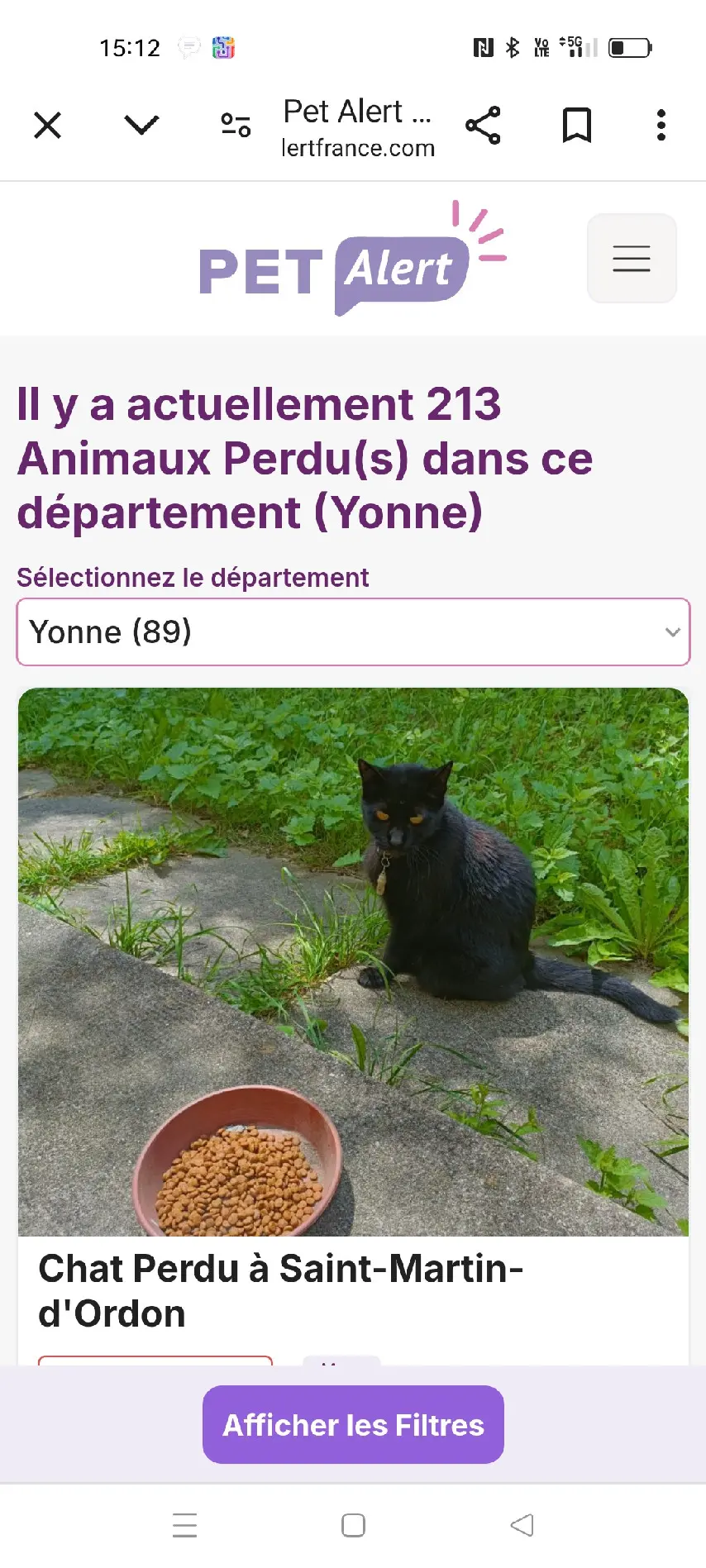 Chat Perdu 89 Yonne - Réglisse