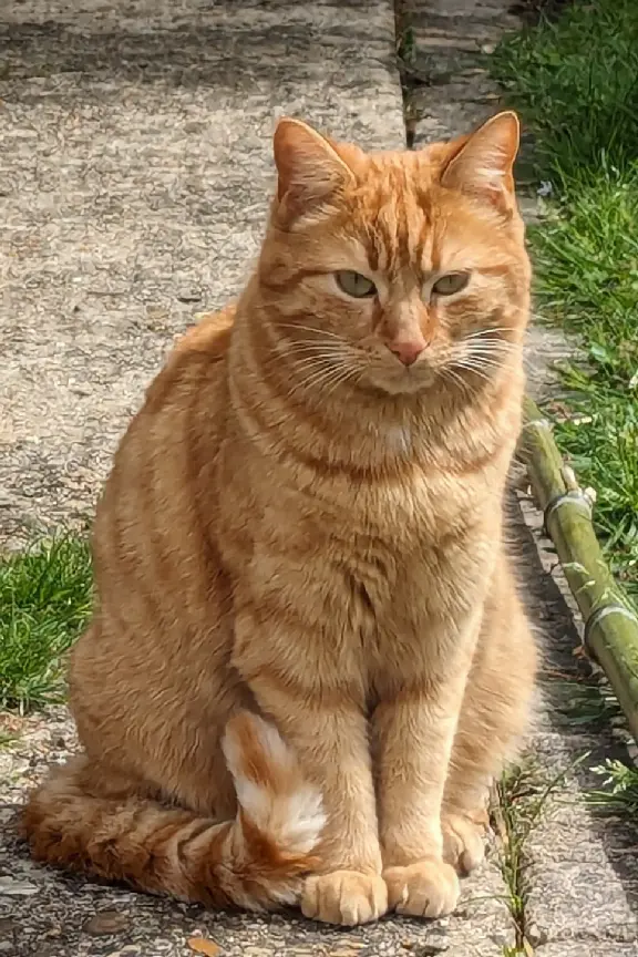 Chat Perdu 91 Essonne - Django