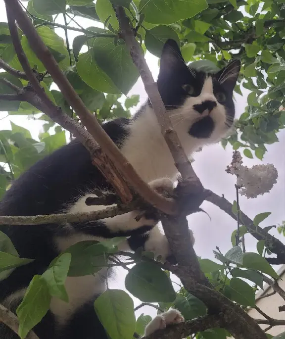 Chat Perdu 91 Essonne - Moustache